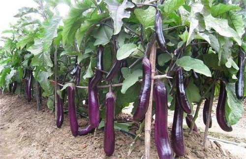 《茄子种植攻略：最佳时间与技术揭秘》