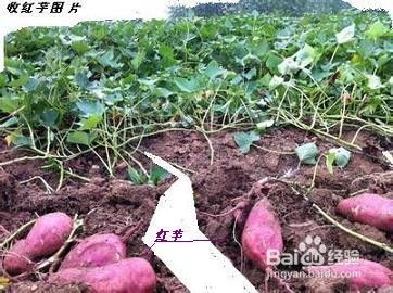 《红芋种植技术揭秘：如何提升产量与品质？》