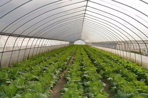 揭秘大棚茶叶种植新篇章：技术革新助力茶叶产业升级