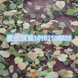 巨紫荆树种植技术揭秘：如何打造城市中的绿色明珠？
