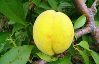 《黄桃种植技术揭秘：如何高效生产高品质果实？价格行情如何？》