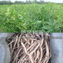 揭秘关防风种植技术，视频教程助你轻松上手！