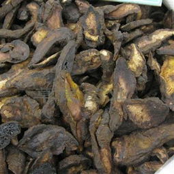 揭秘生地种子种植技术：如何提高产量，打造绿色农业新篇章？