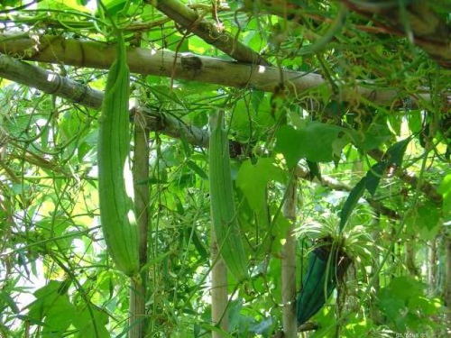 丝瓜种植，丰收之路：揭秘高效种植技术要点