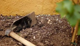 椴木埋土种植桑黄：揭秘自然农业的“黄金之菌”