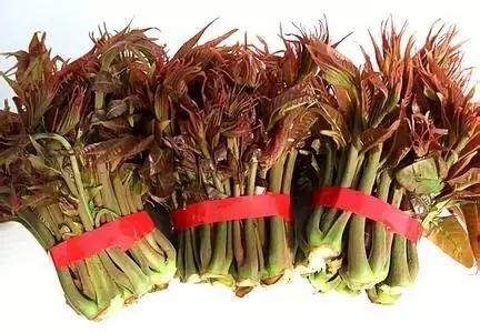 《香椿种植技术大全视频：揭秘高效种植之道，让您轻松成为香椿种植专家！》