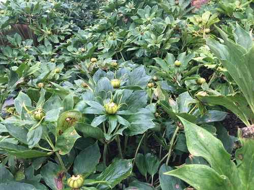 揭秘重楼芽头种植奥秘：如何实现高效益与可持续？