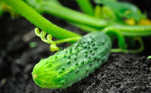 《揭秘陆地黄瓜高效种植秘籍：技术革新，引领农业新潮流》