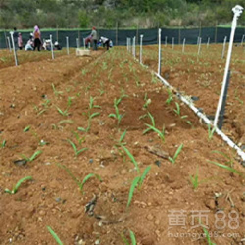 白芨种植：技术革新与经济效益双丰收