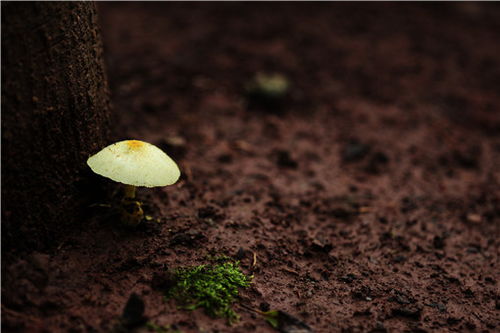 桑黄菌种植技术图解：揭秘真菌界的“黄金”种植之道