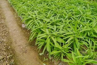 揭秘空心菜高效种植秘诀：绿色农业的致富之道