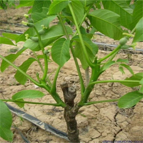 核桃种植技术揭秘：如何培育出高品质的“大脑食品”