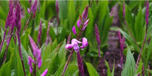 《北方白芨种植技术解析：如何提高产量与品质？》