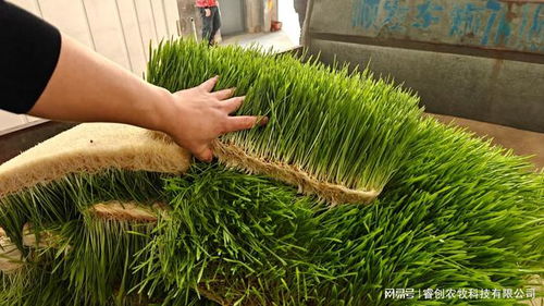 牧草种植技术革新：如何提高产量，保障畜牧业可持续发展？