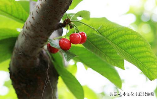 揭秘甜樱桃种植秘诀：如何打造丰收的甜蜜果实？