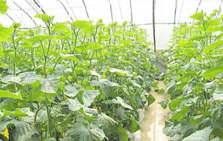 《夏季大棚黄瓜种植攻略：如何提高产量与品质？》