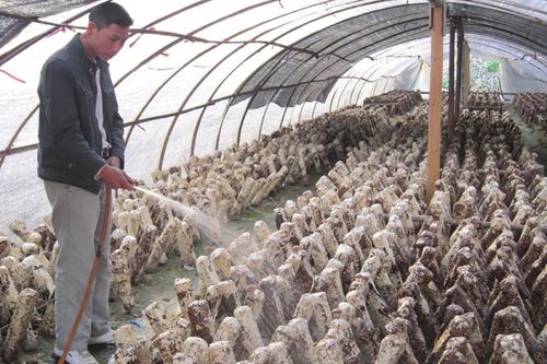 香菇种植技术解析：揭秘高效栽培之道