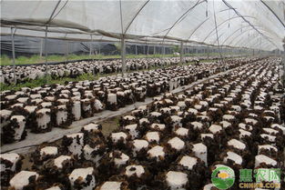 《室内食用菌种植：绿色革命下的新趋势，如何开启您的家庭生态园？》