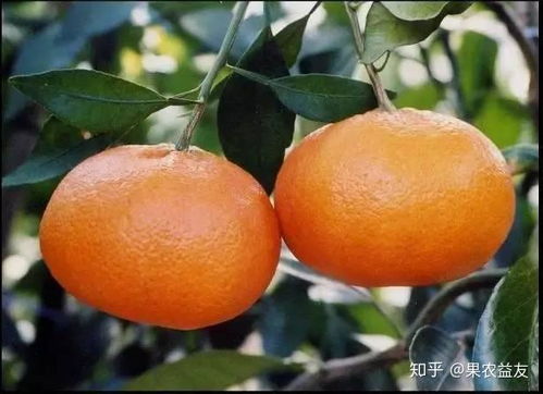 探秘橘子世界：品种繁多，种植技术揭秘