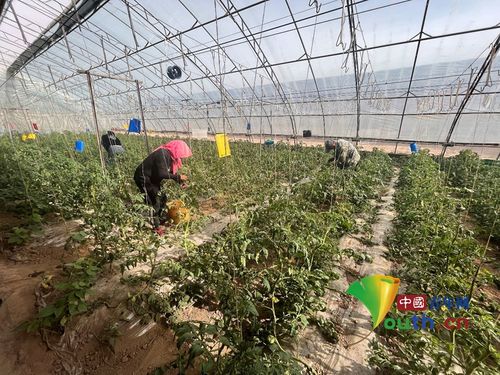 揭秘大棚种植西红柿，如何实现高产高效？