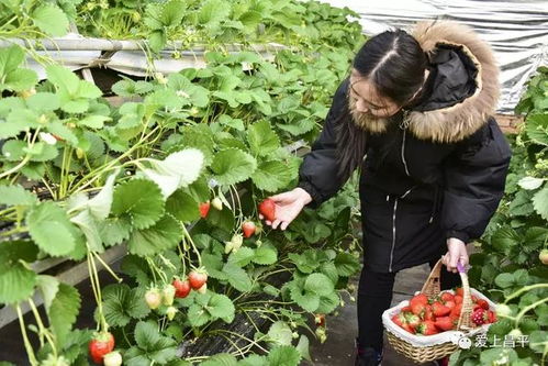 高空草莓园：揭秘高架种植草莓技术的新趋势