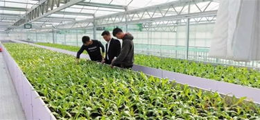 揭秘现代农业种植技术：如何实现绿色高产？