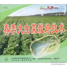 《室内蔬菜种植：开启家庭菜园新篇章——揭秘高效种植技术视频》