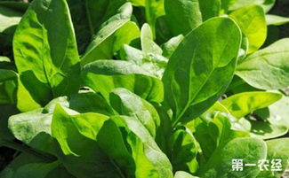 揭秘菠菜种植秘籍：掌握最佳时机，轻松收获绿色财富