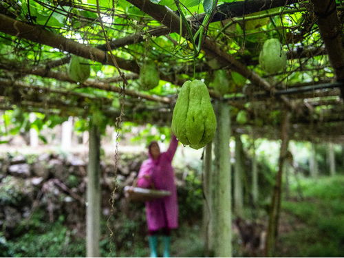 佛手瓜种植全攻略：时间、技术与效益揭秘