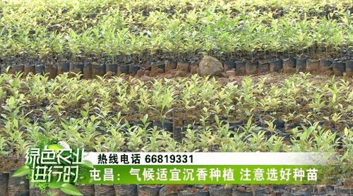 揭秘沉香木种植新篇章：技术革新助力产业发展