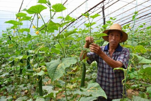 露天黄瓜种植技术解析：揭秘高效丰收的秘密武器