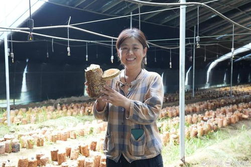 桑黄菌种植：揭秘绿色财富的秘密花园