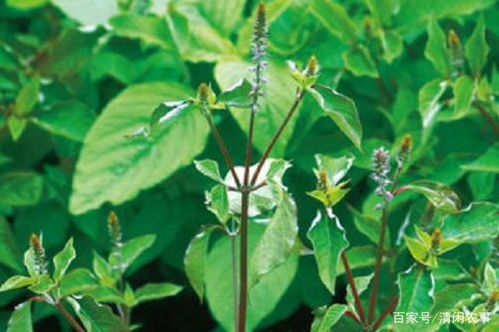 怀牛膝种植技术解析：揭秘高效益种植之道