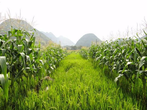 赤芍种植：揭秘亩收益背后的种植技术奥秘