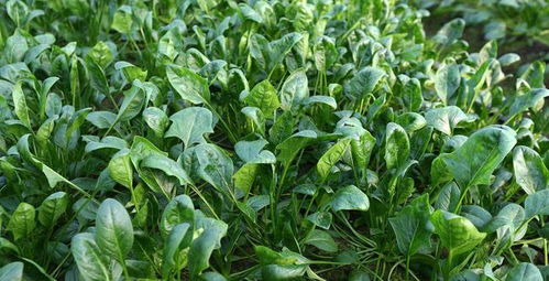 揭秘菠菜种植秘诀：高效技术助力丰收