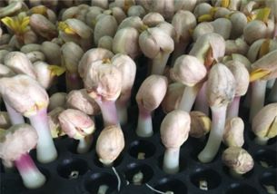 揭秘花生芽种植奥秘：高效益的绿色农业新宠