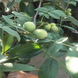 揭秘薄皮核桃树苗种植技术：如何培育出优质核桃？