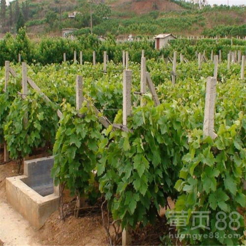 葡萄苗种植技术揭秘：如何培育出优质葡萄？
