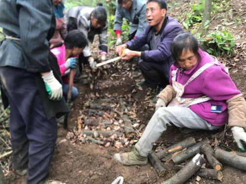 《揭秘天麻种植秘诀：一场技术培训的深度解析》