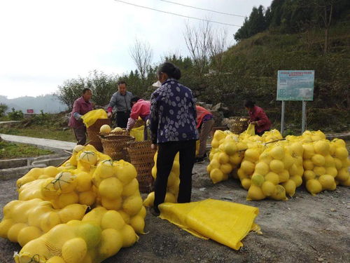 三红蜜柚种植攻略：揭秘高效种植技术，打造丰收喜悦！