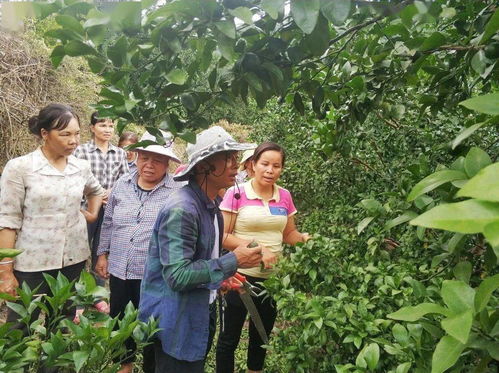沙糖桔种植技术培训班：解锁高效种植秘籍，助力果农丰收