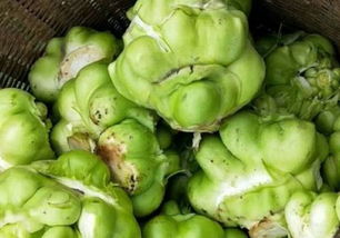 芥菜种植全攻略：掌握最佳种植技术与时间，让丰收不再难！