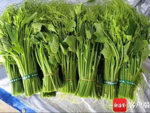 龙须菜种植技术揭秘：如何打造高效绿色农业？
