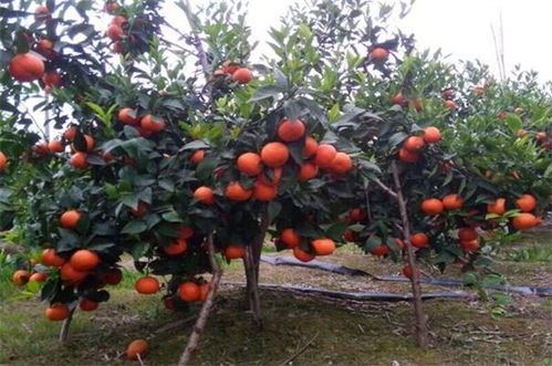 《揭秘三年沃柑种植技术：从苗期管理到收获，如何让果实更甜？》