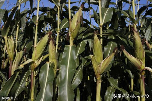 《糯玉米种植秘籍：解锁高效产量新篇章》