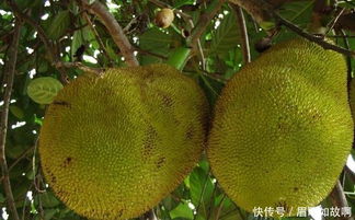 菠萝蜜树苗种植技术揭秘：如何培育出硕果累累的“热带果王”？