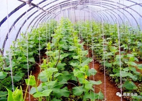 《突破传统边界：揭秘新型蔬菜种植技术的未来之路》
