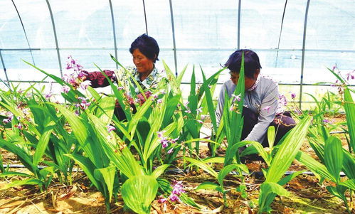 《白芨种植土壤攻略：如何打造优质生长环境？》