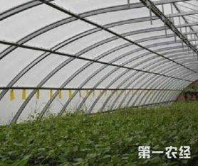冬季大棚蔬菜种植技术揭秘：如何实现四季丰收？