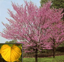 黄栌种子种植技术揭秘：如何培育出优质的景观树？
